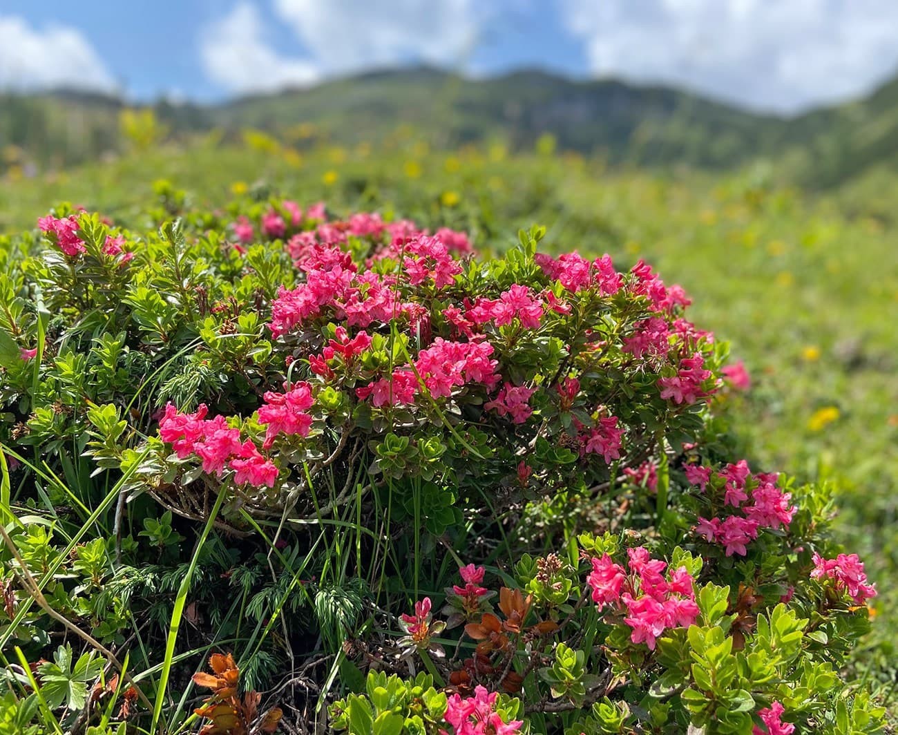 Pink flowers blooming on a lush green hillside under a blue sky